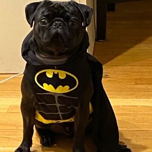 💗💗Our pug Louis Vuitton💗💗